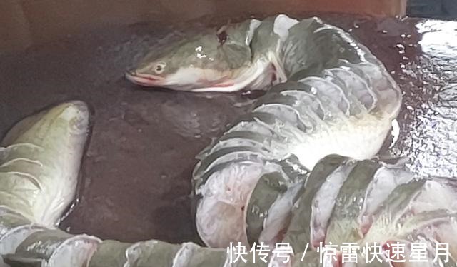 豆豉|行政总厨教你做海鳗鱼，上桌一扫光，鱼肉滑嫩，汤汁拌饭可真香啊！