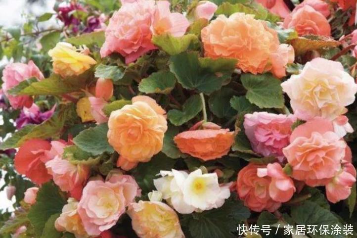 4种旺运花，吉祥添富贵，花朵迷人，阵阵花香，花朵大！