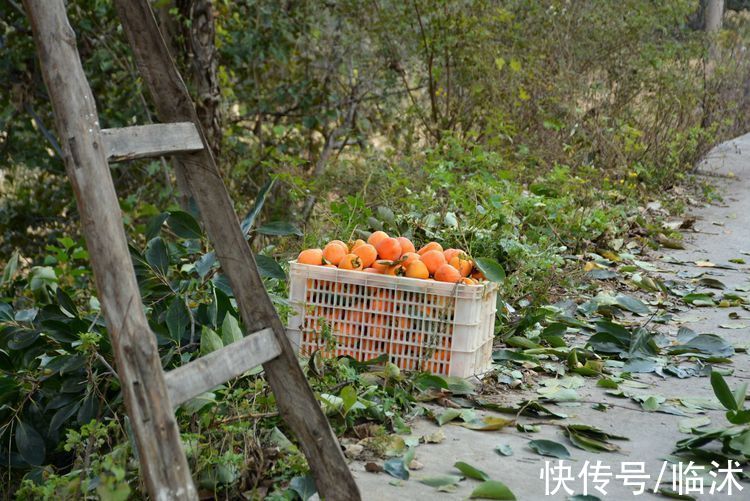 静怡|再游柿子沟