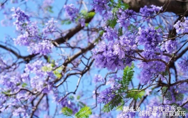 此花是蓝色的悲伤，代表着宁静的忧伤，还是学生的考神花