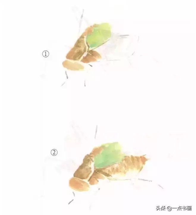 蝈蝈@国画教程——蝈蝈的画法
