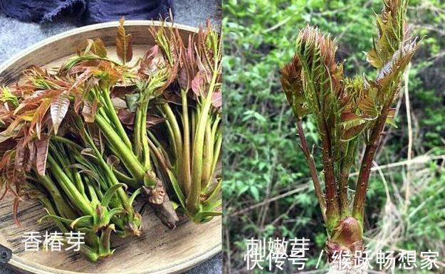 毛妮菜|养生四种“双胞胎”菜傻傻分不清，营养价值极高！现在知道还不晚