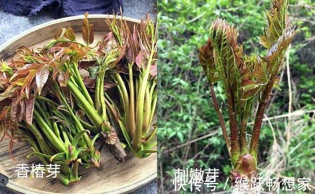 毛妮菜|养生四种“双胞胎”菜傻傻分不清,营养价值极高!现在知道还不晚