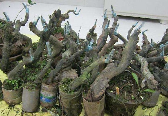 养一盆金弹子,这么照顾,3、4年长成老桩,越来越值钱