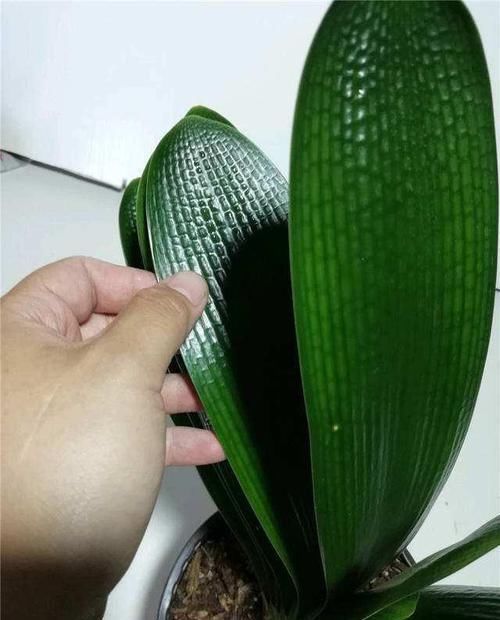 君子兰真的爱喝啤酒吗?听听养花达人怎么说