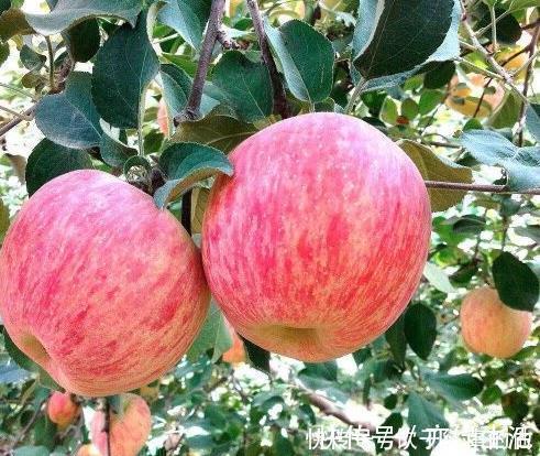 身体|每天吃苹果,到底对身体好不好,今天一次性告诉你答案,了解下