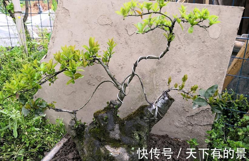 植物盆栽不能随便“瞎修剪”，把握住这些，株型才更有神韵