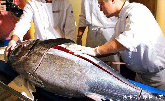 不到|世界上最贵的鱼,一两卖出2800元,有钱都吃不到但却白送