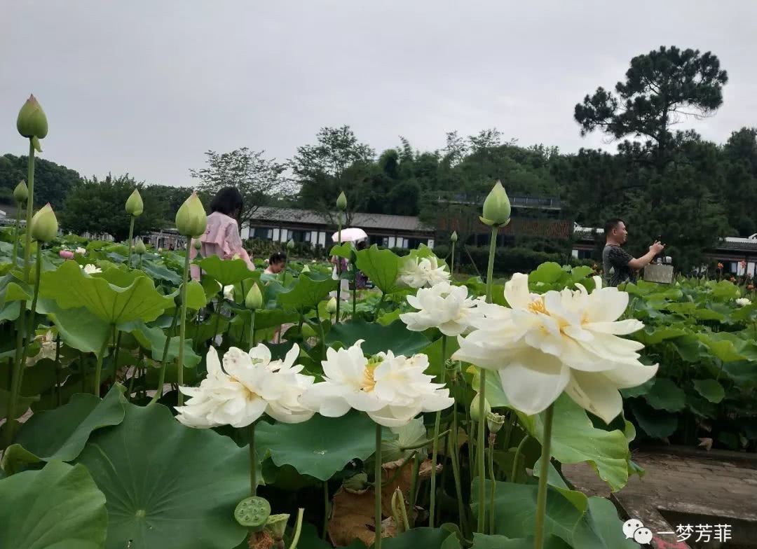北坞|【一梦芳菲】夏行北坞公园