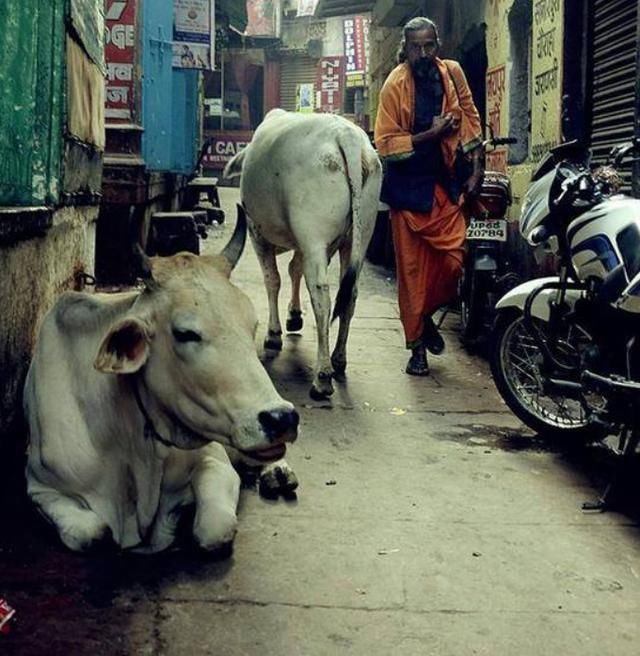 尊贵|印度“牛粪饼”一盒近30元,牛粪越多越尊贵,亚马逊上经常卖脱销