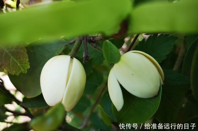 微微风含情,朵朵花含笑