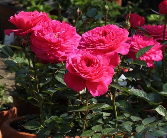 “月季”很难养牢记3个“小诀窍”，花开满枝，瞬间养“爆盆”