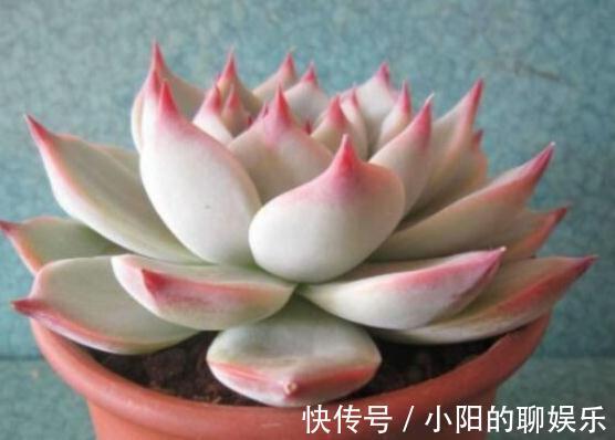 冬季就养这些见阳光就漂亮的多肉,叶色美的不要不要的