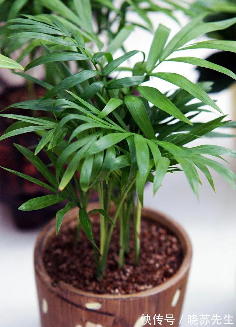 1种绿植适合冬季客厅养，清新空气效果好，美观大方，养起来简单