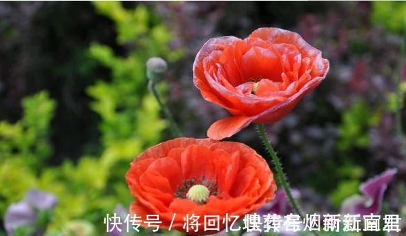 聪明人都养4种花,财源滚滚来,招财又开运,你养了吗?