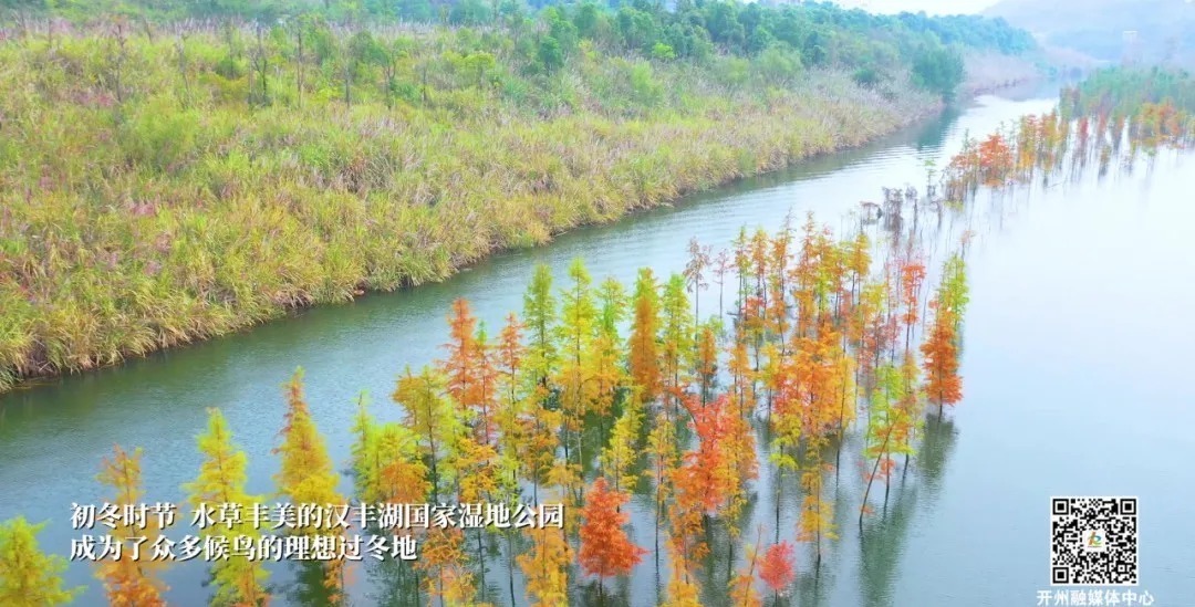 迎来|开州迎来最美观鸟季，万鸟蹁跹，美醉了！