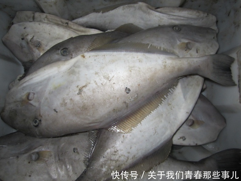马面鱼|这种鱼“没脸没皮”，价格低廉，很多人看不上，懂行的人经常买