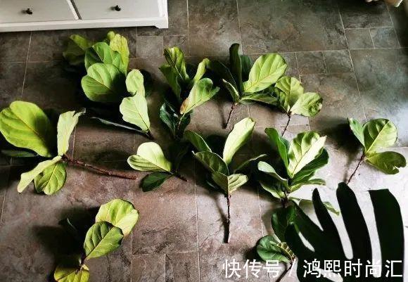 10种花越高越值钱,能长到2米,大高个霸气镇宅!