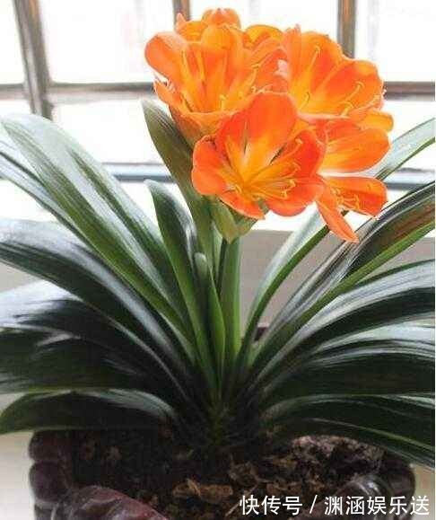 君子兰要长得旺，就要下手“切”，几刀下去叶片蹭蹭长，变群兰！