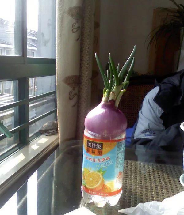 家里的有些东西,扔水里就是一盆郁郁葱葱小盆栽