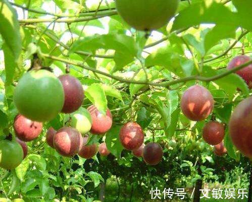 盆里“插1根”枝条,15天发芽,2个月成“果树”,1年结果!