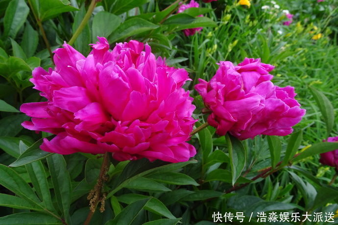 翠蝶花|喜欢养花，首选“珍稀牡丹”日本红，花色艳丽，红艳欲滴！