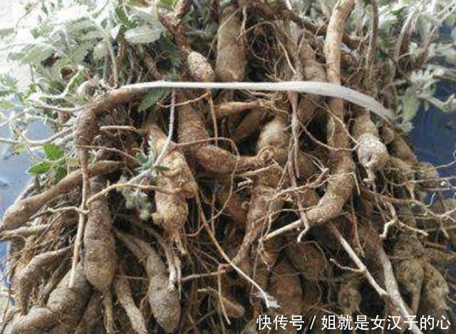 叶片|山上的1种“叶下白”,根茎比人参奇特,以往常被铲掉,如今珍贵!