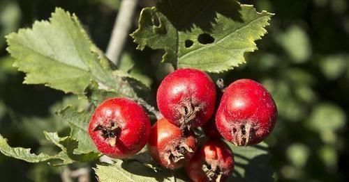 山楂|黄芪与“此物”同泡,不出2周,补气养血延缓衰老,健康疾病少!