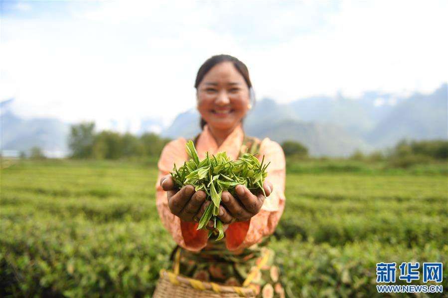 茶叶里的世界史|读书 | 冈仓天心