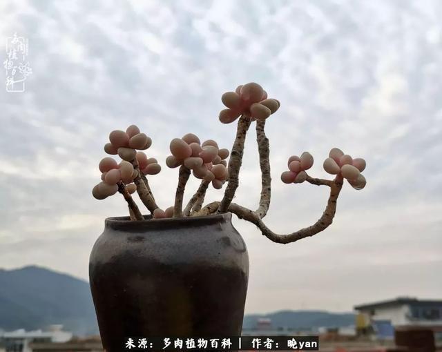 养多肉近四年,一路的走来,阳光总在风雨后!