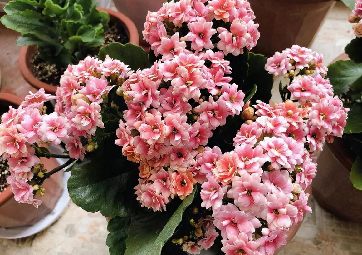 公认好养的“五种花”,漂亮又大气,还能养成老桩,越养越有价值