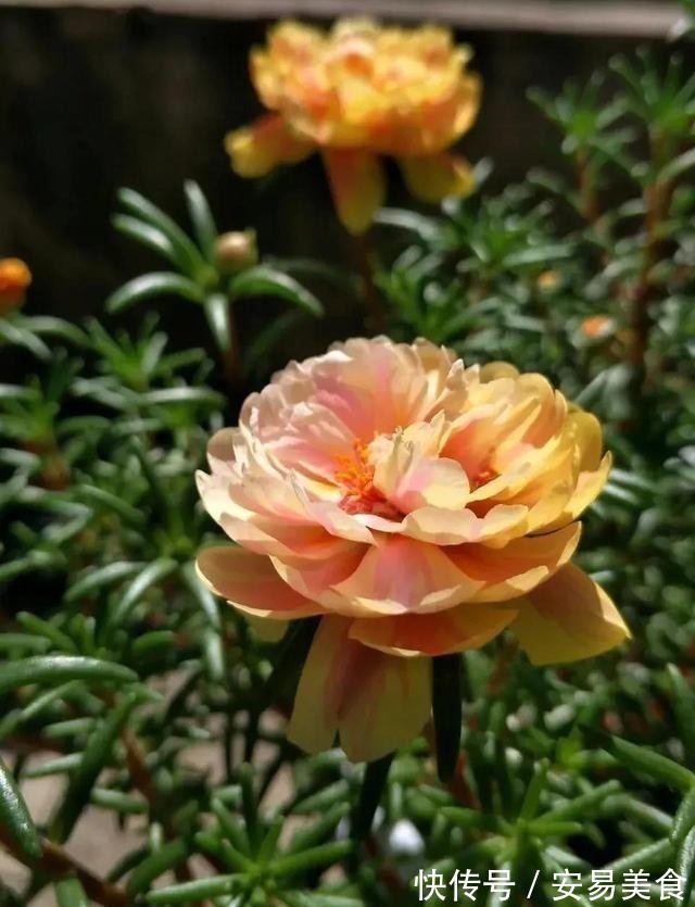 这五种花,就得富养,大肥大水大太阳,长得那叫一个旺