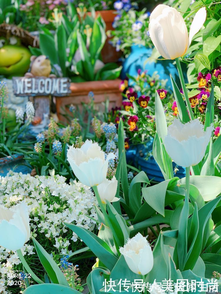 城市|在城市近郊买个40㎡的院子，闲暇时种种花草做做美食，惬意啊！