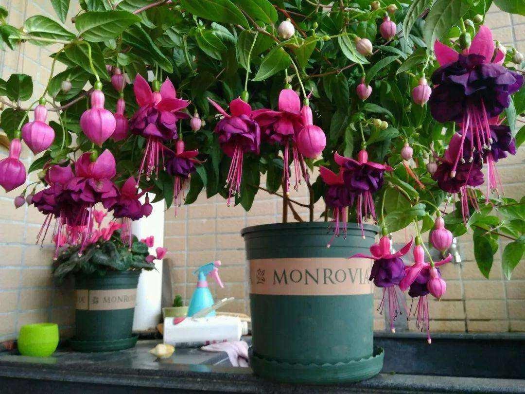 漂亮|4种漂亮花“忒难养”,养花功底薄,年年养不活,买了就后悔