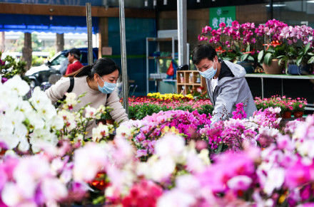 云上花市|广东各地开展“云上花市”