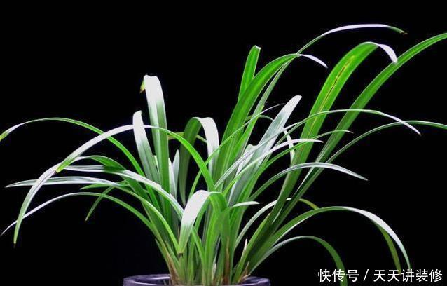 成活率|如何让兰花快速服盆?须知3点