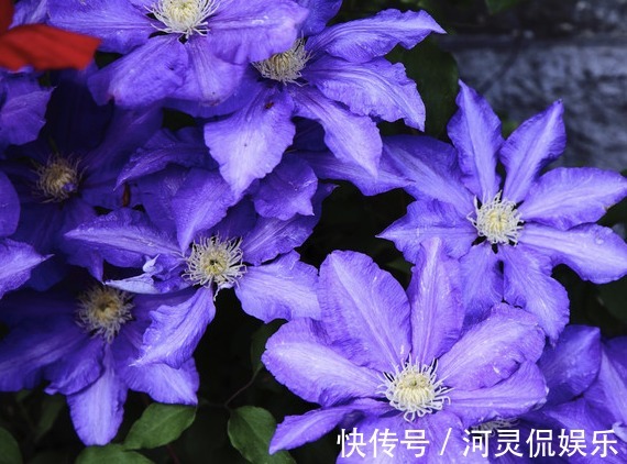 玛格丽特|喜欢养花,不如养盆长春花,开花绚丽多姿不像话,一年开花365天