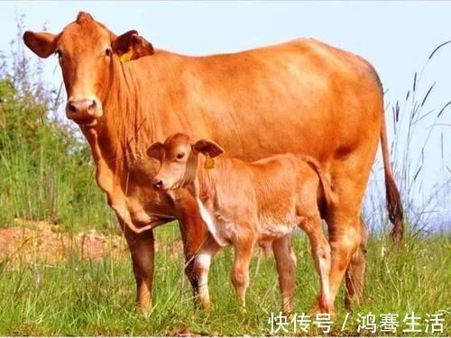 唯独很少见卖牛蹄的地方，对比其他猪蹄，羊蹄子，它到底差在哪里