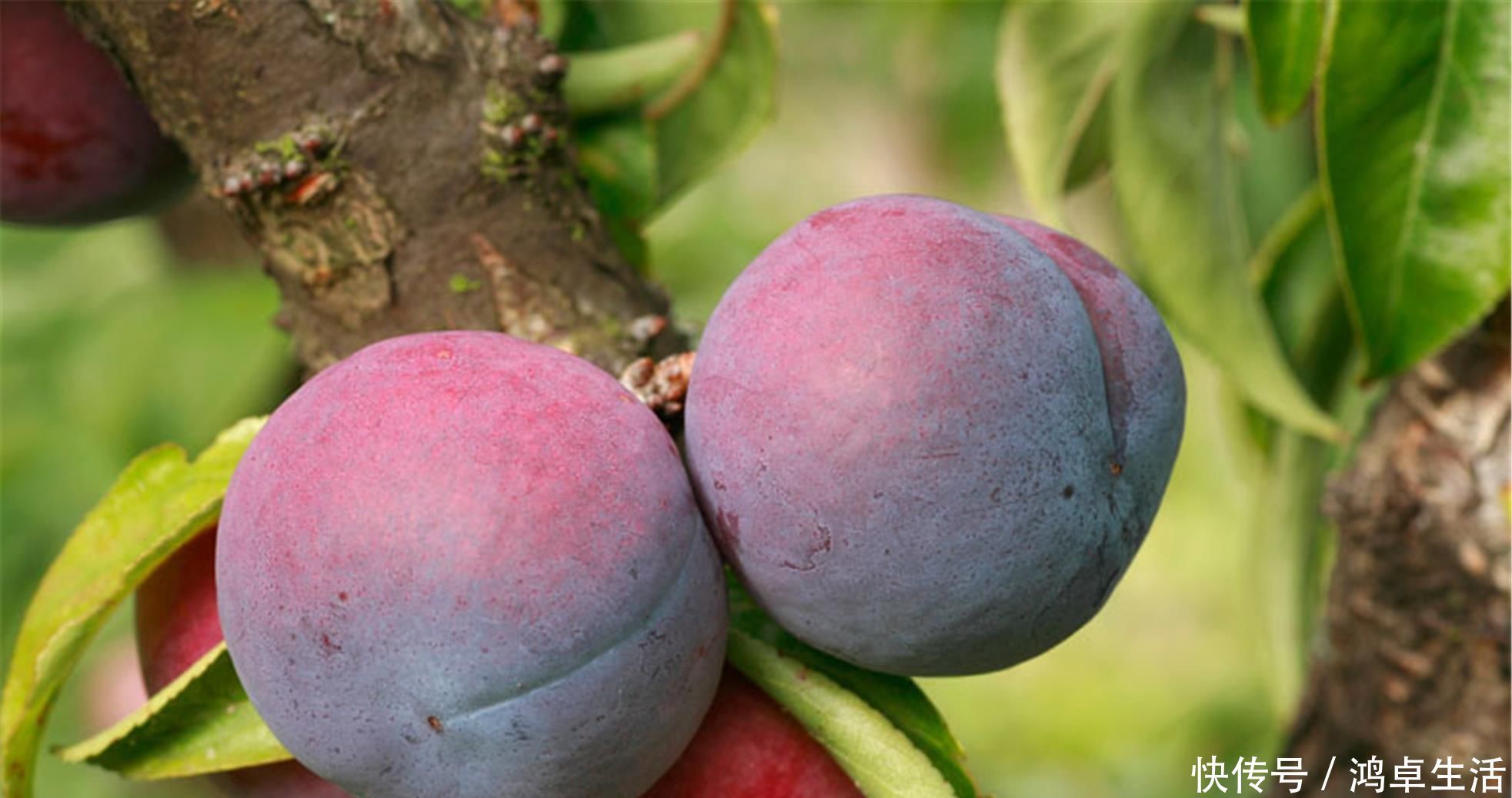 查出甲状腺结节,不能碰“海鲜”非也,这三类食物,忍住就是赢