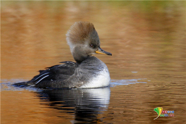 发型|小动物时尚“洗剪吹”造型令人捧腹大笑