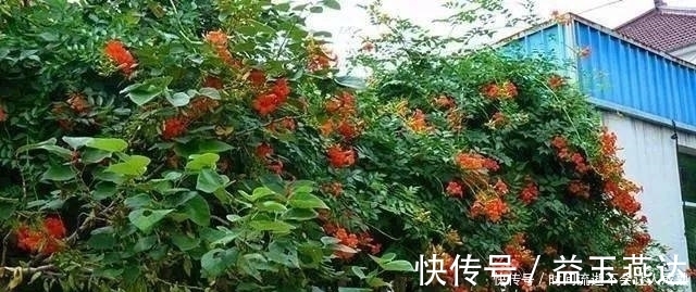 家有小院，一定要做个篱笆墙，美的世间少有！