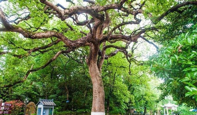 王十朋|江浙沪最美的“孤屿”，风景媲美鼓浪屿，门票25元去的人却很少