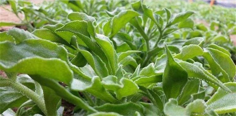 排毒养颜|每天晚上坚持吃3种食物,排毒养颜、延缓衰老,好处多多!