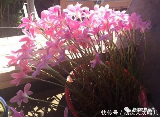  惊艳|这种球乱养都能活，丢盆里1个月开花，开花太惊艳
