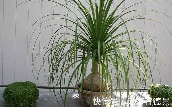 花卉|5种“漂亮花”，平时少浇水，旱不死，开花更准时