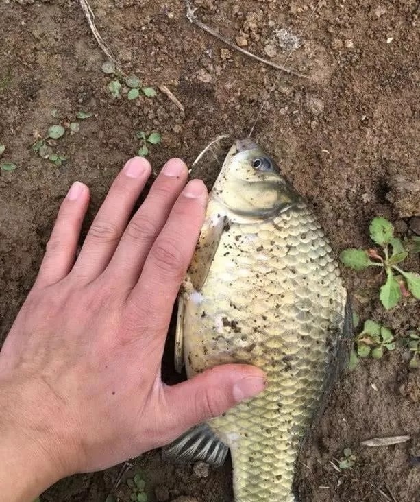 钓位|冬季钓鱼到底该钓多深?弄清楚这3个问题,离爆护就不远了