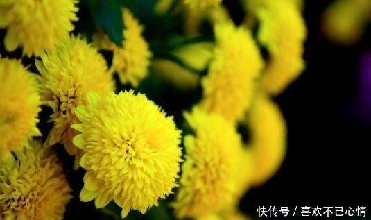 6月开始 这3大生肖紫气东来 祥瑞不断 粉紫色 6月开始 这3大生肖紫气东来 祥瑞不断 粉紫色