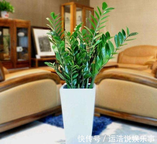 家里摆上4盆花，皮实好养颜值高，寓意美好惹人爱