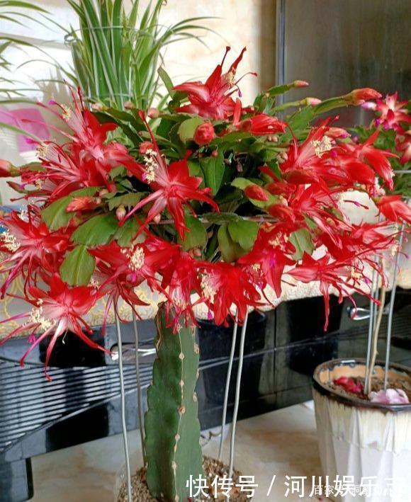 养花|路上遇这“三种花”马上挖回家，遇水易疯长，古代大户人家最爱养