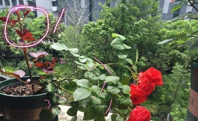 什么叫月季横拉月季横拉的枝条开花后如何修剪